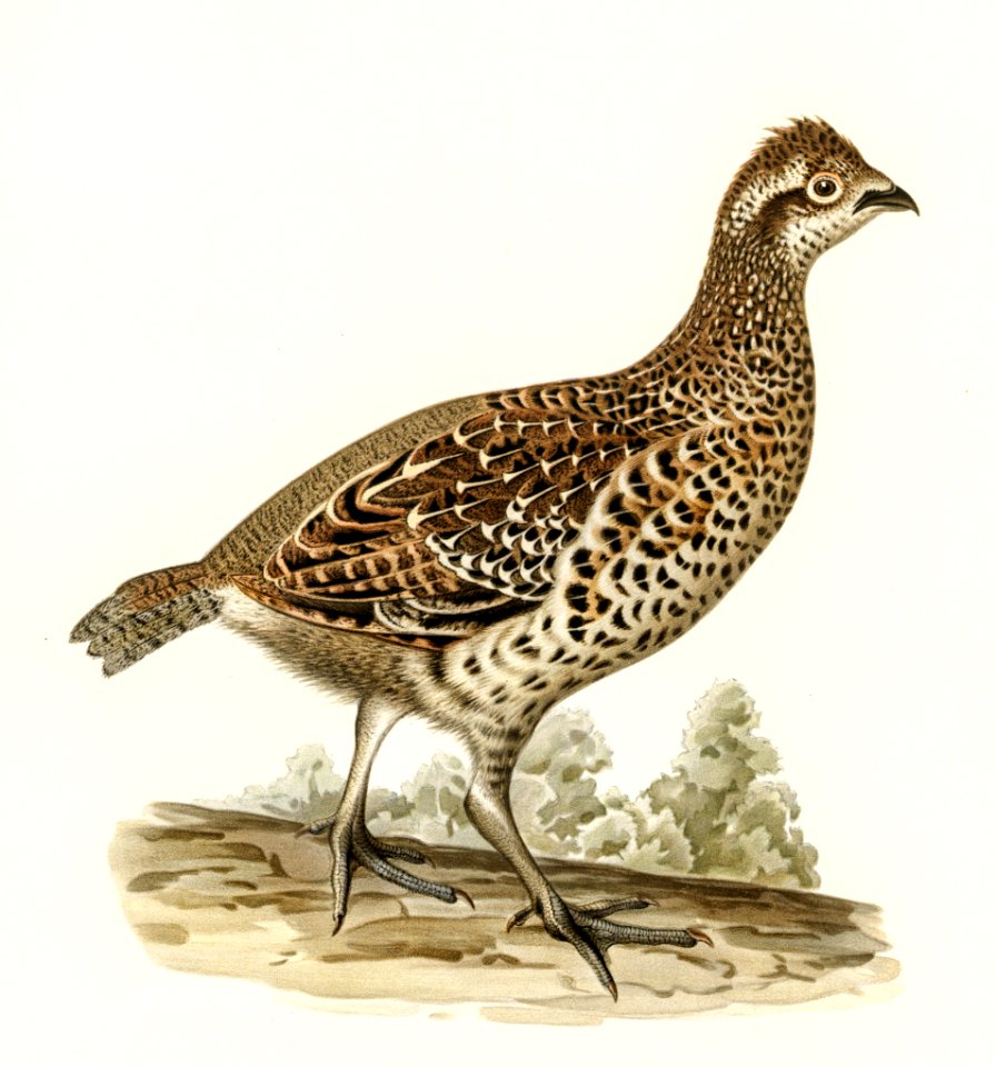 Hazel grouse (tetrastes bonasia) illustrated by the von Wright brothers. Digitally enhanced from our own 1929 folio version of Svenska Fåglar Efter Naturen Och Pa Sten Ritade.