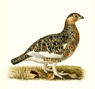 Willow ptarmigan male (Lagopus lagopus) illustrated by the von Wright brothers. Digitally enhanced from our own 1929 folio version of Svenska Fåglar Efter Naturen Och Pa Sten Ritade.. Free illustration for personal and commercial use.