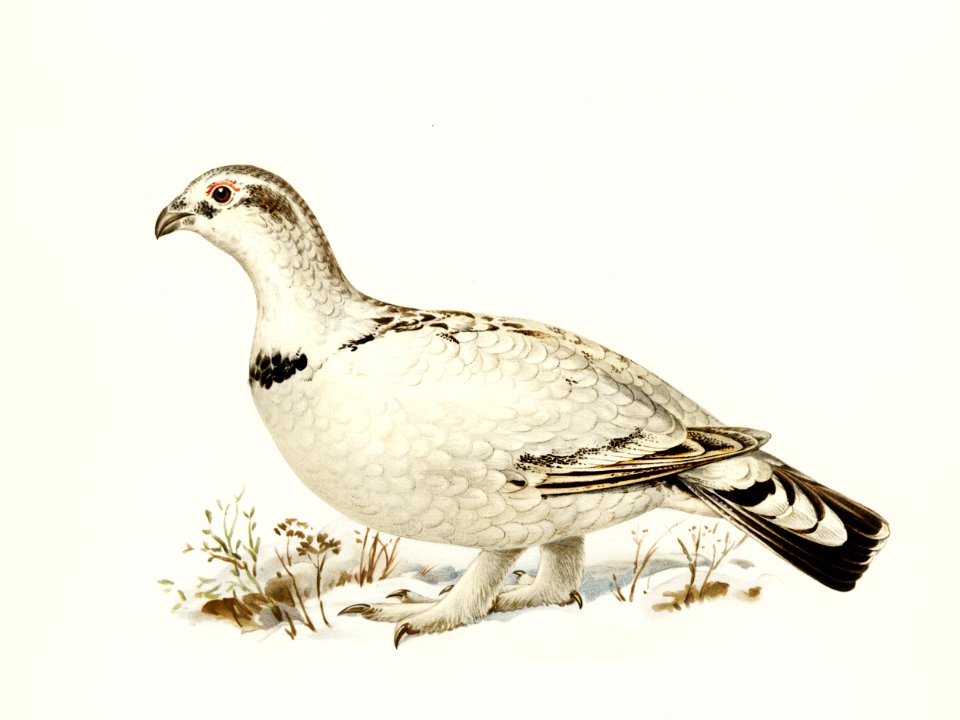 Hybrid between Western capercaillie and Willow ptarmigan (Tetrao urogallus x lagopus lagopus) illustrated by the von Wright brothers. Digitally enhanced from our own 1929 folio version of Svenska Fåglar Efter Naturen Och Pa Sten Ritade.