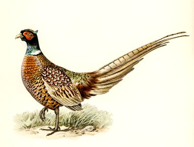 Ring-necked Pheasant (phasianus colchicus torquatus) illustrated by the von Wright brothers. Digitally enhanced from our own 1929 folio version of Svenska Fåglar Efter Naturen Och Pa Sten Ritade.. Free illustration for personal and commercial use.