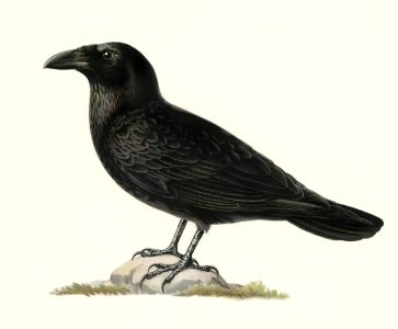 Common raven (Corvus corax) illustrated by the von Wright brothers. Digitally enhanced from our own 1929 folio version of Svenska Fåglar Efter Naturen Och Pa Sten Ritade.. Free illustration for personal and commercial use.