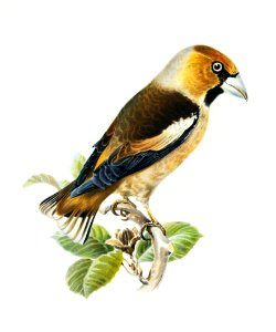 Hawfinch (Coccothraustes coccothraustes) illustrated by the von Wright brothers. Digitally enhanced from our own 1929 folio version of Svenska Fåglar Efter Naturen Och Pa Sten Ritade.. Free illustration for personal and commercial use.