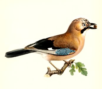 Eurasian jay (Garrulus glandarius) illustrated by the von Wright brothers. Digitally enhanced from our own 1929 folio version of Svenska Fåglar Efter Naturen Och Pa Sten Ritade.