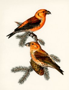 Red crossbill (Loxia curvirostra bird) illustrated by the von Wright brothers. Digitally enhanced from our own 1929 folio version of Svenska Fåglar Efter Naturen Och Pa Sten Ritade.. Free illustration for personal and commercial use.