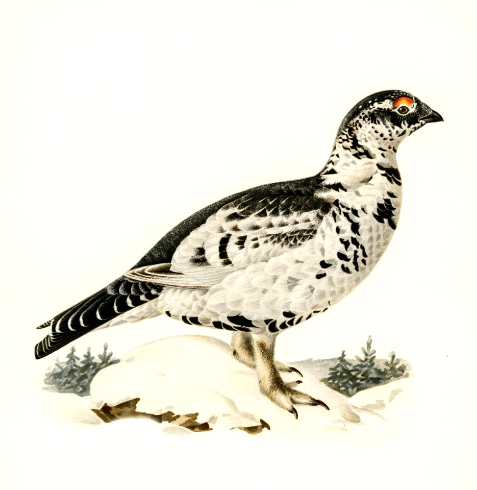 Hybrid between Black grouse and Willow ptarmigan (Lyrurus tetrix ♂ x lagopus lagopus ♀) illustrated by the von Wright brothers. Digitally enhanced from our own 1929 folio version of Svenska Fåglar Efter Naturen Och Pa Sten Ritade.
