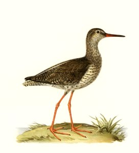 Common redshank (Totanus totanus) illustrated by the von Wright brothers. Digitally enhanced from our own 1929 folio version of Svenska Fåglar Efter Naturen Och Pa Sten Ritade.. Free illustration for personal and commercial use.