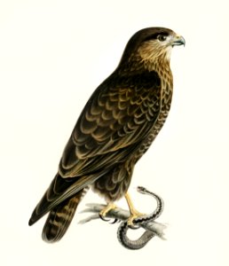 Common Buzzard (BUTEO BUTEO) illustrated by the von Wright brothers. Digitally enhanced from our own 1929 folio version of Svenska Fåglar Efter Naturen Och Pa Sten Ritade.