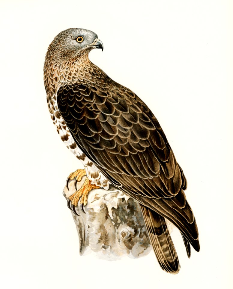 European Honey-buzzar male (Pernis apivorus ) illustrated by the von Wright brothers. Digitally enhanced from our own 1929 folio version of Svenska Fåglar Efter Naturen Och Pa Sten Ritade.