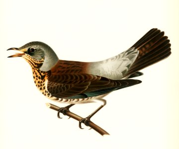 Fieldfare (Turdus pilaris) illustrated by the von Wright brothers. Digitally enhanced from our own 1929 folio version of Svenska Fåglar Efter Naturen Och Pa Sten Ritade.. Free illustration for personal and commercial use.