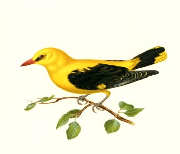 Eurasian golden oriole male (Oriolus oriolus bird) illustrated by the von Wright brothers. Digitally enhanced from our own 1929 folio version of Svenska Fåglar Efter Naturen Och Pa Sten Ritade.. Free illustration for personal and commercial use.