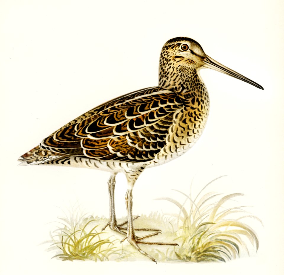 Great snipe (Capella media) illustrated by the von Wright brothers. Digitally enhanced from our own 1929 folio version of Svenska Fåglar Efter Naturen Och Pa Sten Ritade.