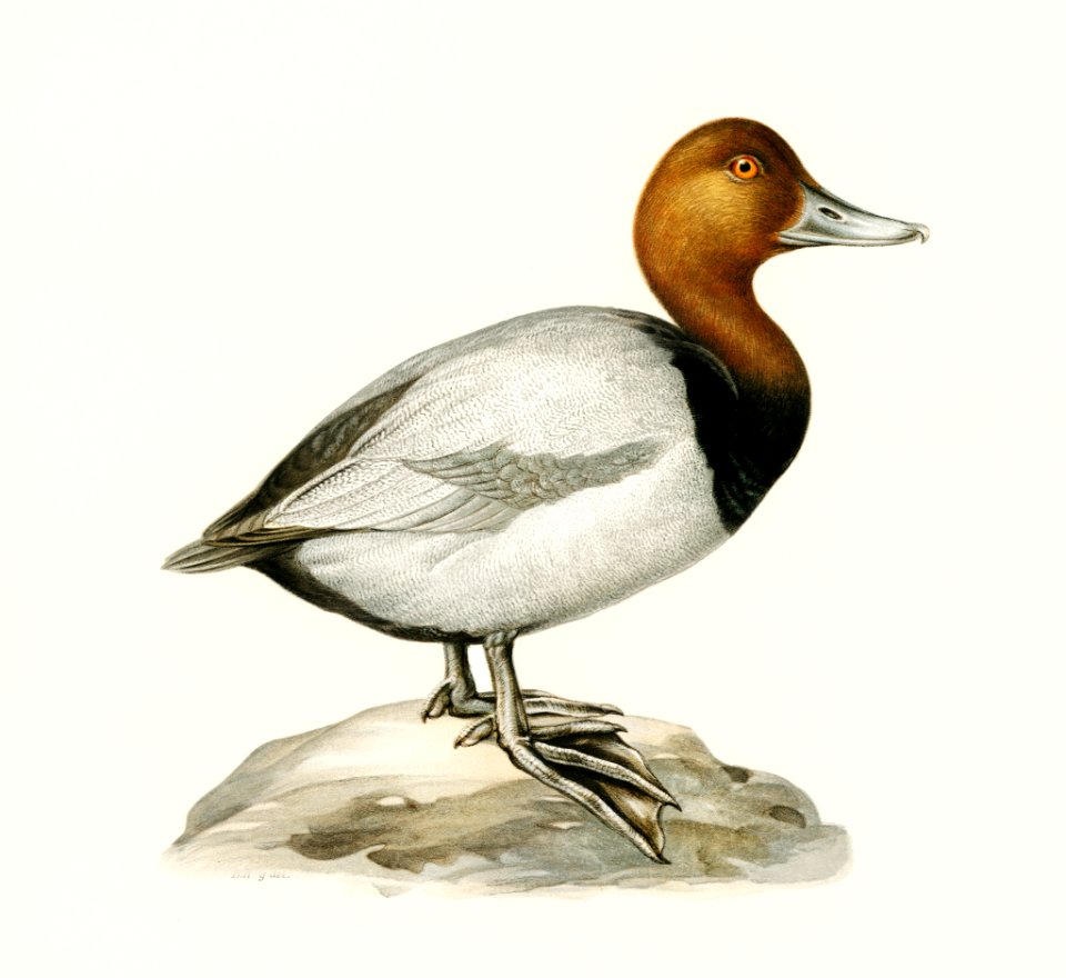 Common Pochard male ♂ (Nyroca ferina) illustrated by the von Wright brothers. Digitally enhanced from our own 1929 folio version of Svenska Fåglar Efter Naturen Och Pa Sten Ritade.