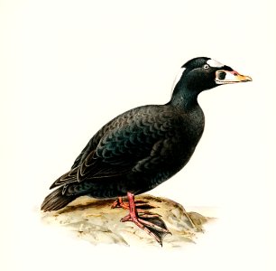 Surf Scoter male (Oidemia perspicillata) illustrated by the von Wright brothers. Digitally enhanced from our own 1929 folio version of Svenska Fåglar Efter Naturen Och Pa Sten Ritade.