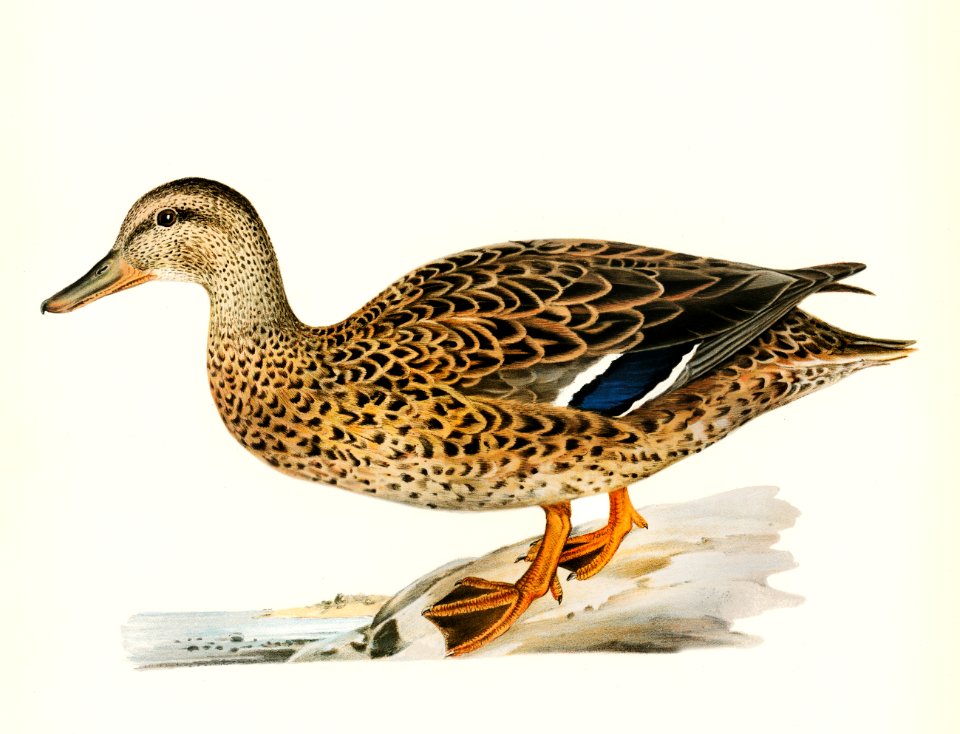 Mallard female (Anas platyrhynchos) illustrated by the von Wright brothers. Digitally enhanced from our own 1929 folio version of Svenska Fåglar Efter Naturen Och Pa Sten Ritade.