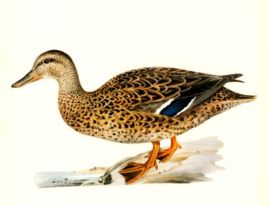 Mallard female (Anas platyrhynchos) illustrated by the von Wright brothers. Digitally enhanced from our own 1929 folio version of Svenska Fåglar Efter Naturen Och Pa Sten Ritade.. Free illustration for personal and commercial use.