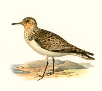Sanderling (Crocethia alba) illustrated by the von Wright brothers. Digitally enhanced from our own 1929 folio version of Svenska Fåglar Efter Naturen Och Pa Sten Ritade.