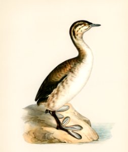 Young horned grebe (Podiceps auritus) illustrated by the von Wright brothers. Digitally enhanced from our own 1929 folio version of Svenska Fåglar Efter Naturen Och Pa Sten Ritade.