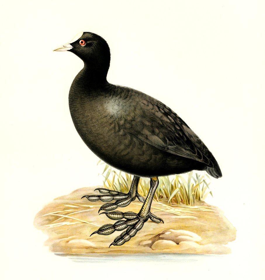 Eurasian coot (Fulica atra) illustrated by the von Wright brothers. Digitally enhanced from our own 1929 folio version of Svenska Fåglar Efter Naturen Och Pa Sten Ritade.