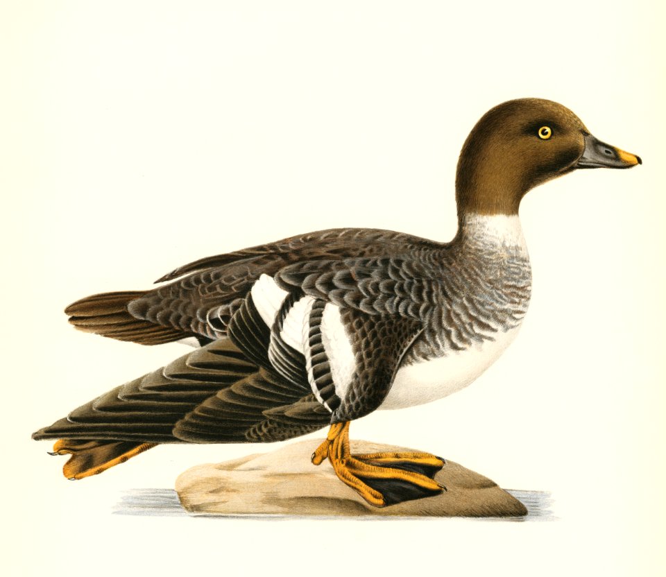 Goldeneye female (Bucephala clangula) illustrated by the von Wright brothers. Digitally enhanced from our own 1929 folio version of Svenska Fåglar Efter Naturen Och Pa Sten Ritade.