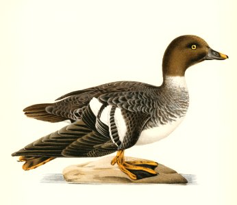 Goldeneye female (Bucephala clangula) illustrated by the von Wright brothers. Digitally enhanced from our own 1929 folio version of Svenska Fåglar Efter Naturen Och Pa Sten Ritade.