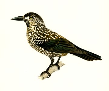 Spotted Nutcracker (Nucifraga caryocatactes) illustrated by the von Wright brothers. Digitally enhanced from our own 1929 folio version of Svenska Fåglar Efter Naturen Och Pa Sten Ritade.