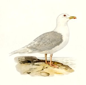 LARUS LEUCOPTERUS illustrated by the von Wright brothers. Digitally enhanced from our own 1929 folio version of Svenska Fåglar Efter Naturen Och Pa Sten Ritade.. Free illustration for personal and commercial use.
