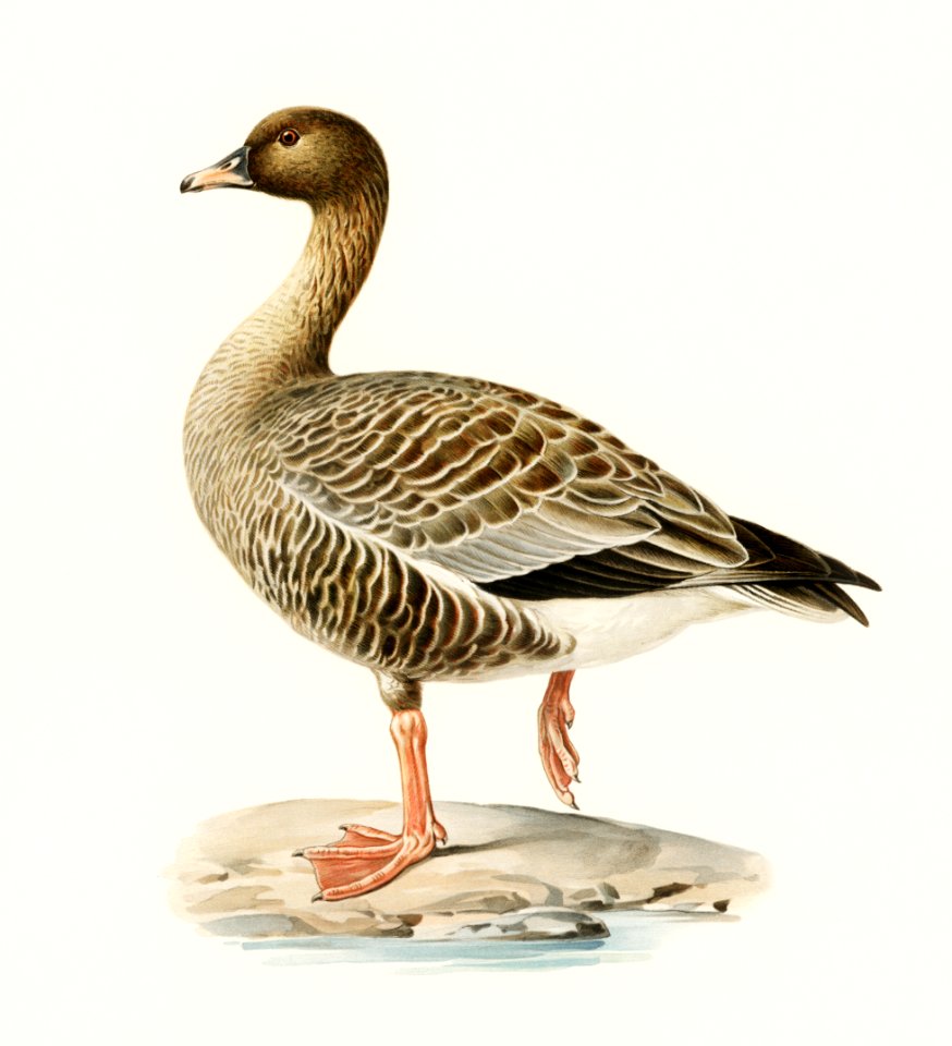 Pink-footed Goose (Anser brachyrhynchus) illustrated by the von Wright brothers. Digitally enhanced from our own 1929 folio version of Svenska Fåglar Efter Naturen Och Pa Sten Ritade.