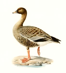 Pink-footed Goose (Anser brachyrhynchus) illustrated by the von Wright brothers. Digitally enhanced from our own 1929 folio version of Svenska Fåglar Efter Naturen Och Pa Sten Ritade.