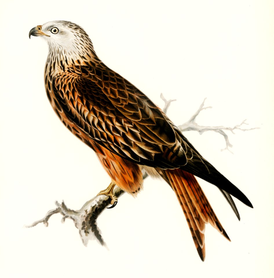 Red Kite (Milvus milvus) illustrated by the von Wright brothers. Digitally enhanced from our own 1929 folio version of Svenska Fåglar Efter Naturen Och Pa Sten Ritade.. Free illustration for personal and commercial use.