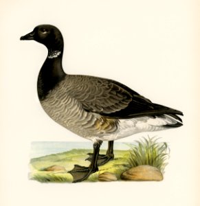 Brant Goose (Branta bernicla) illustrated by the von Wright brothers. Digitally enhanced from our own 1929 folio version of Svenska Fåglar Efter Naturen Och Pa Sten Ritade.. Free illustration for personal and commercial use.
