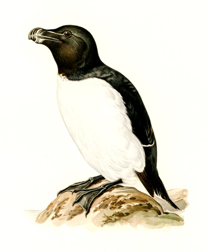 Razorbill (Alca torda) illustrated by the von Wright brothers. Digitally enhanced from our own 1929 folio version of Svenska Fåglar Efter Naturen Och Pa Sten Ritade.
