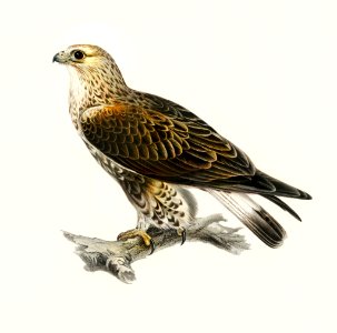 Rough-legged Hawk (TRIORCHIS LAGOPUS) illustrated by the von Wright brothers. Digitally enhanced from our own 1929 folio version of Svenska Fåglar Efter Naturen Och Pa Sten Ritade.