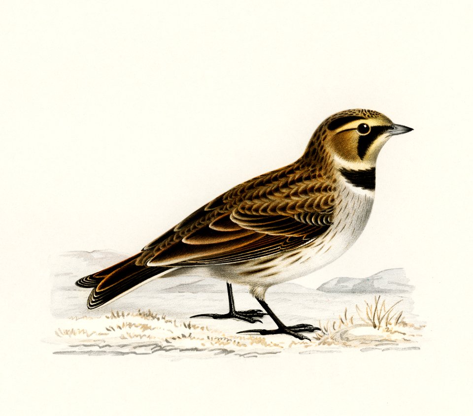 Horned lark (Eremophila alpestris flava) illustrated by the von Wright brothers. Digitally enhanced from our own 1929 folio version of Svenska Fåglar Efter Naturen Och Pa Sten Ritade.
