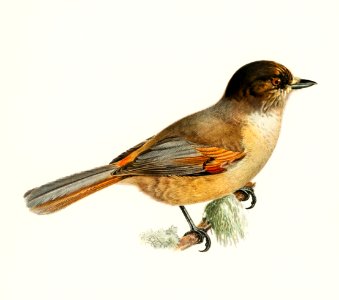 Siberian Jay (Perisoreus infaustus) illustrated by the von Wright brothers. Digitally enhanced from our own 1929 folio version of Svenska Fåglar Efter Naturen Och Pa Sten Ritade.. Free illustration for personal and commercial use.