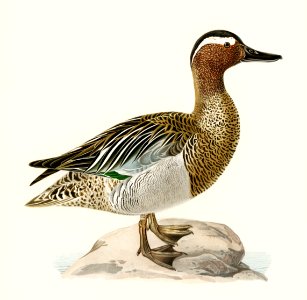 Garganey male (Anas querquedula) illustrated by the von Wright brothers. Digitally enhanced from our own 1929 folio version of Svenska Fåglar Efter Naturen Och Pa Sten Ritade.