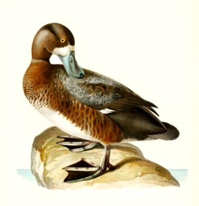 Greate Scaup, Scaup male ♂ (Nyroca marila) illustrated by the von Wright brothers. Digitally enhanced from our own 1929 folio version of Svenska Fåglar Efter Naturen Och Pa Sten Ritade.