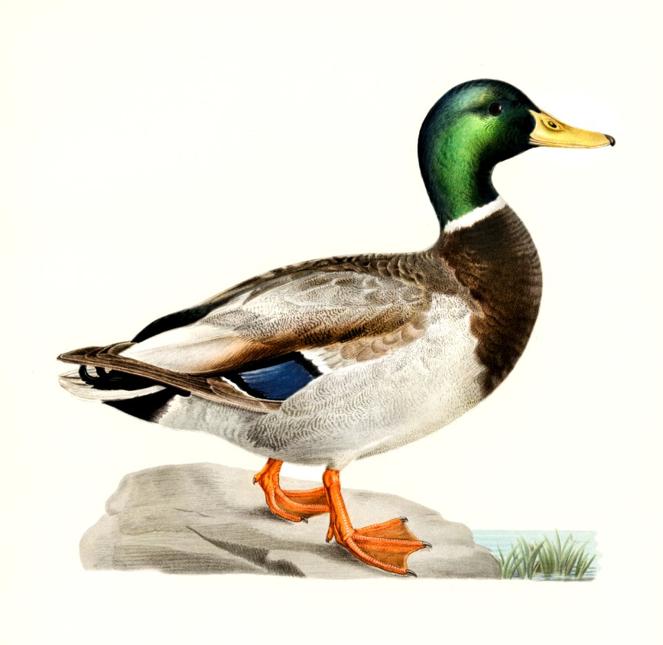 Mallard male (Anas platyrhynchos) illustrated by the von Wright brothers. Digitally enhanced from our own 1929 folio version of Svenska Fåglar Efter Naturen Och Pa Sten Ritade.