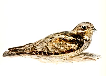 European nightjar (CAPRIMULGUS EUROPAEUS) illustrated by the von Wright brothers. Digitally enhanced from our own 1929 folio version of Svenska Fåglar Efter Naturen Och Pa Sten Ritade.