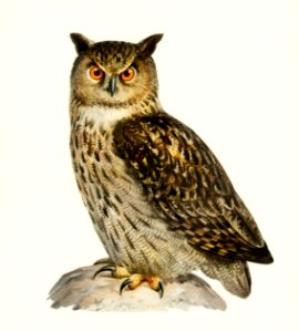Eurasian eagle-owl (BUBO BUBO) illustrated by the von Wright brothers. Digitally enhanced from our own 1929 folio version of Svenska Fåglar Efter Naturen Och Pa Sten Ritade.. Free illustration for personal and commercial use.