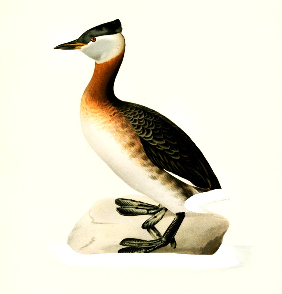 Red-necked grebe male (Odiceps grisegena) illustrated by the von Wright brothers. Digitally enhanced from our own 1929 folio version of Svenska Fåglar Efter Naturen Och Pa Sten Ritade.