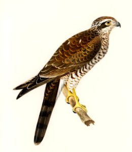 Eurasian Sparrowhawk (Accipiter nisus) illustrated by the von Wright brothers. Digitally enhanced from our own 1929 folio version of Svenska Fåglar Efter Naturen Och Pa Sten Ritade.. Free illustration for personal and commercial use.