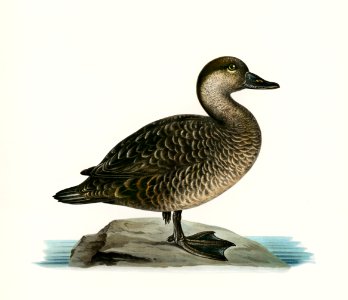 Black scoter female (Oidemia nigra) illustrated by the von Wright brothers. Digitally enhanced from our own 1929 folio version of Svenska Fåglar Efter Naturen Och Pa Sten Ritade.