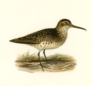 Broad-billed sandpiper (Limicola falcinellus) illustrated by the von Wright brothers. Digitally enhanced from our own 1929 folio version of Svenska Fåglar Efter Naturen Och Pa Sten Ritade.
