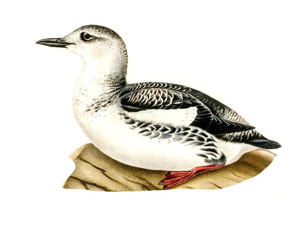 Black guillemot (URIA GRYLLE) illustrated by the von Wright brothers. Digitally enhanced from our own 1929 folio version of Svenska Fåglar Efter Naturen Och Pa Sten Ritade.