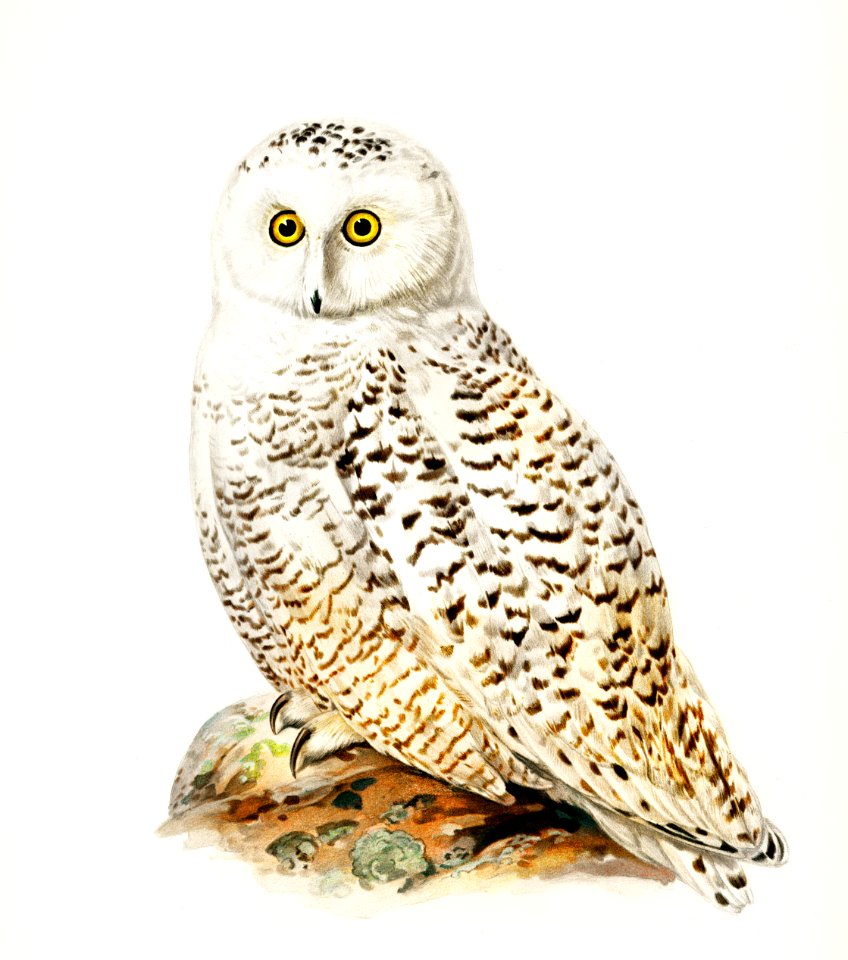 Snowy owl (Nyctea Scandiaca) illustrated by the von Wright brothers. Digitally enhanced from our own 1929 folio version of Svenska Fåglar Efter Naturen Och Pa Sten Ritade.
