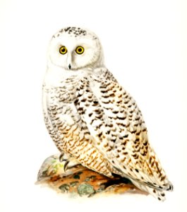Snowy owl (Nyctea Scandiaca) illustrated by the von Wright brothers. Digitally enhanced from our own 1929 folio version of Svenska Fåglar Efter Naturen Och Pa Sten Ritade.. Free illustration for personal and commercial use.