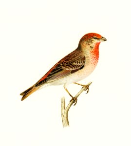 Common rosefinch male (Carpodacus erythrinus) illustrated by the von Wright brothers. Digitally enhanced from our own 1929 folio version of Svenska Fåglar Efter Naturen Och Pa Sten Ritade.. Free illustration for personal and commercial use.