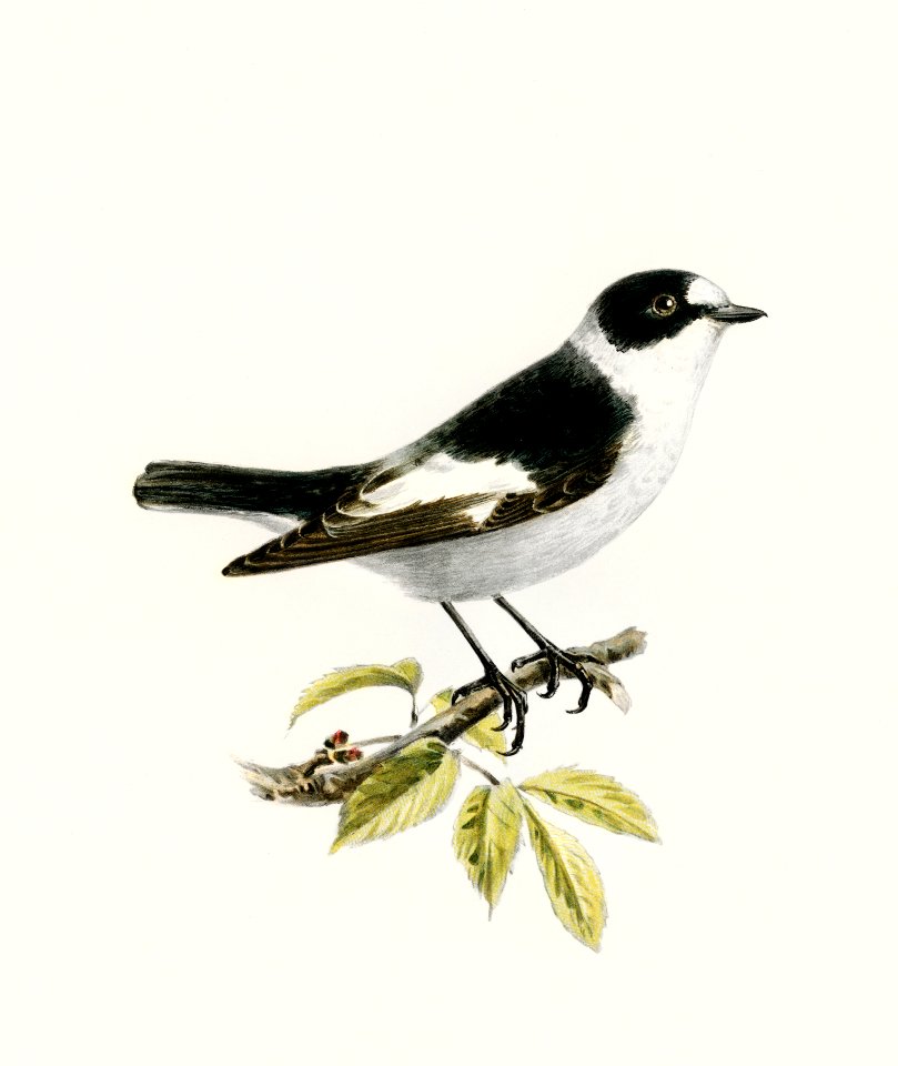 Collared flycatcher (Muscicapa collaris) illustrated by the von Wright brothers. Digitally enhanced from our own 1929 folio version of Svenska Fåglar Efter Naturen Och Pa Sten Ritade.
