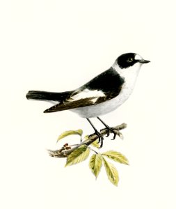 Collared flycatcher (Muscicapa collaris) illustrated by the von Wright brothers. Digitally enhanced from our own 1929 folio version of Svenska Fåglar Efter Naturen Och Pa Sten Ritade.. Free illustration for personal and commercial use.