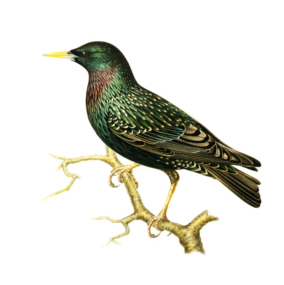 European Starling (Sturnus vulgaris) illustrated by the von Wright brothers. Digitally enhanced from our own 1929 folio version of Svenska Fåglar Efter Naturen Och Pa Sten Ritade.